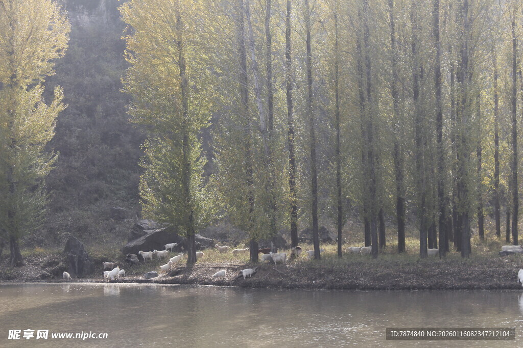 湖畔挺拔树林风景如画