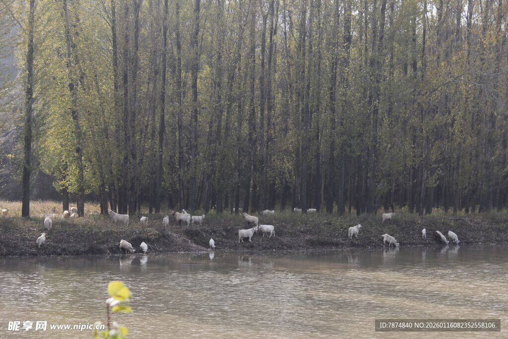 水边鹿群与茂密树林景观