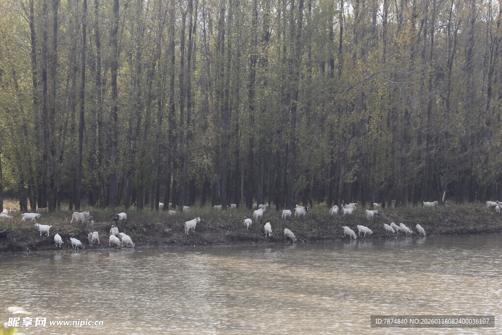 湖畔白鹭栖于茂密树林