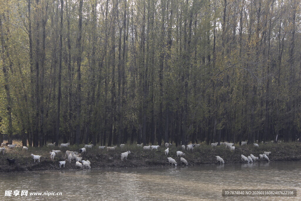 湖畔群鸟栖息于树林边