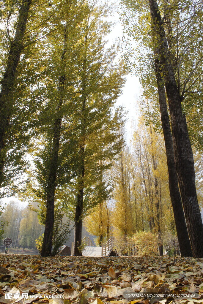 秋日林间落叶美景