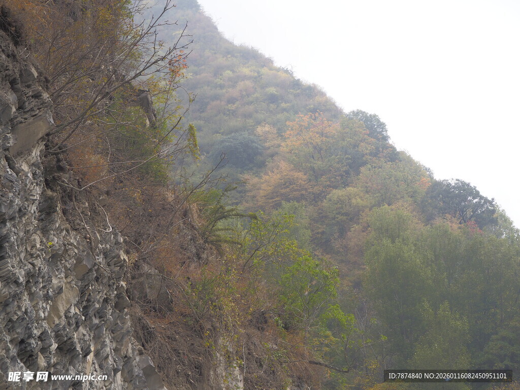 山间秋色 崖壁旁植被景观