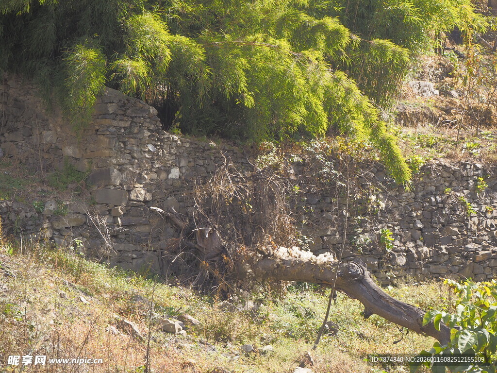 山坡绿植与枯木景观
