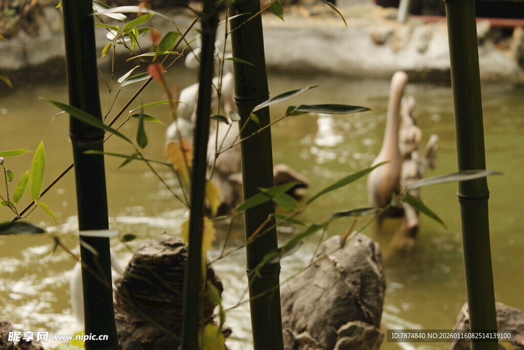 池塘边的鸟儿与绿植