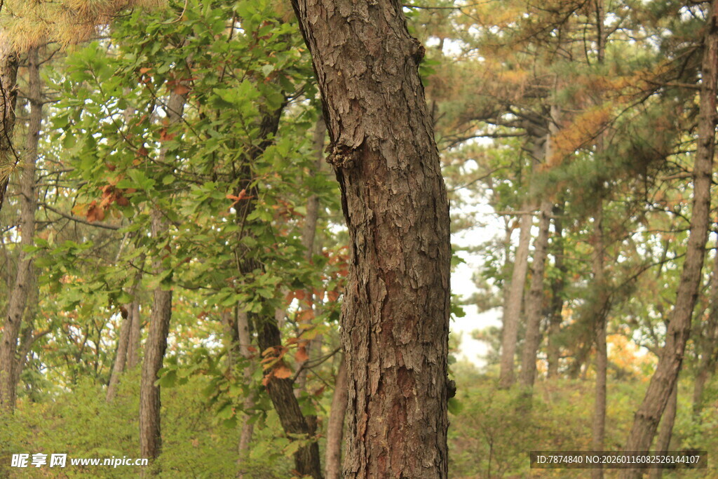 森林中的树木与繁茂枝叶