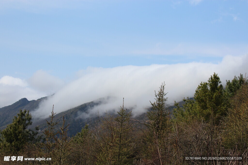 山间云雾缭绕的森林美景