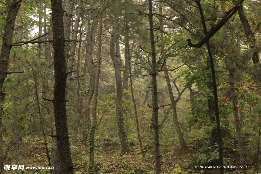 迷雾笼罩的静谧森林