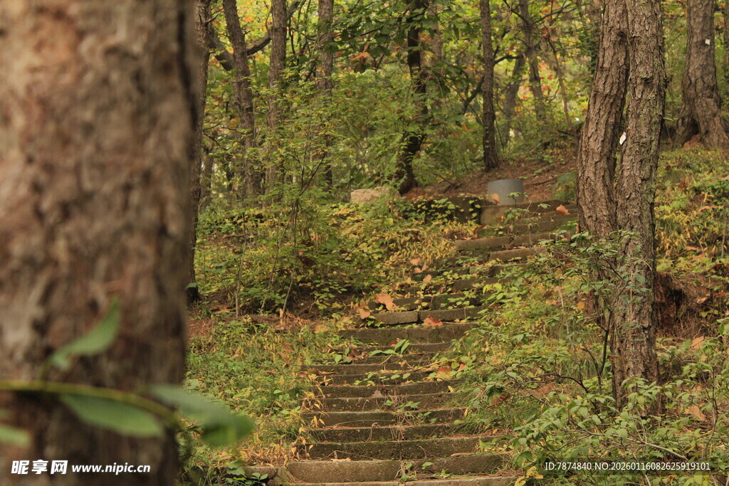 林间石阶 静谧自然之景