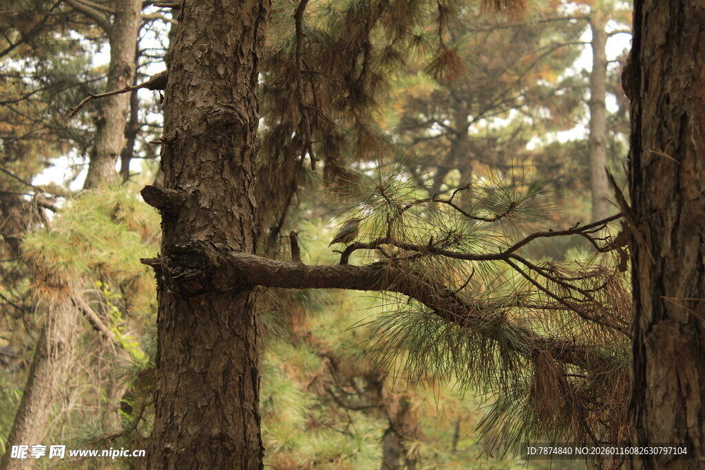 森林中的粗壮松树树干