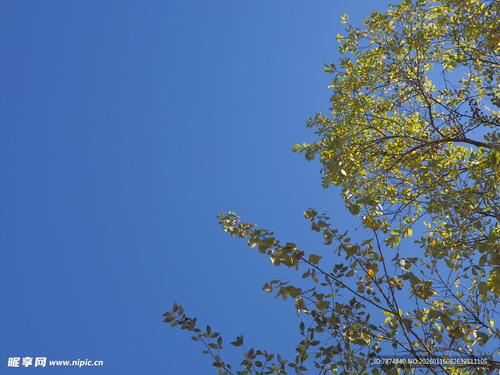 蓝天映衬下的翠绿枝叶