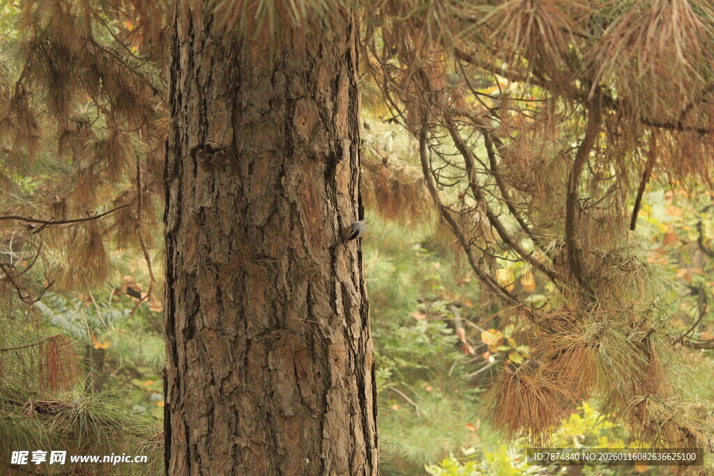 森林中的粗壮树干