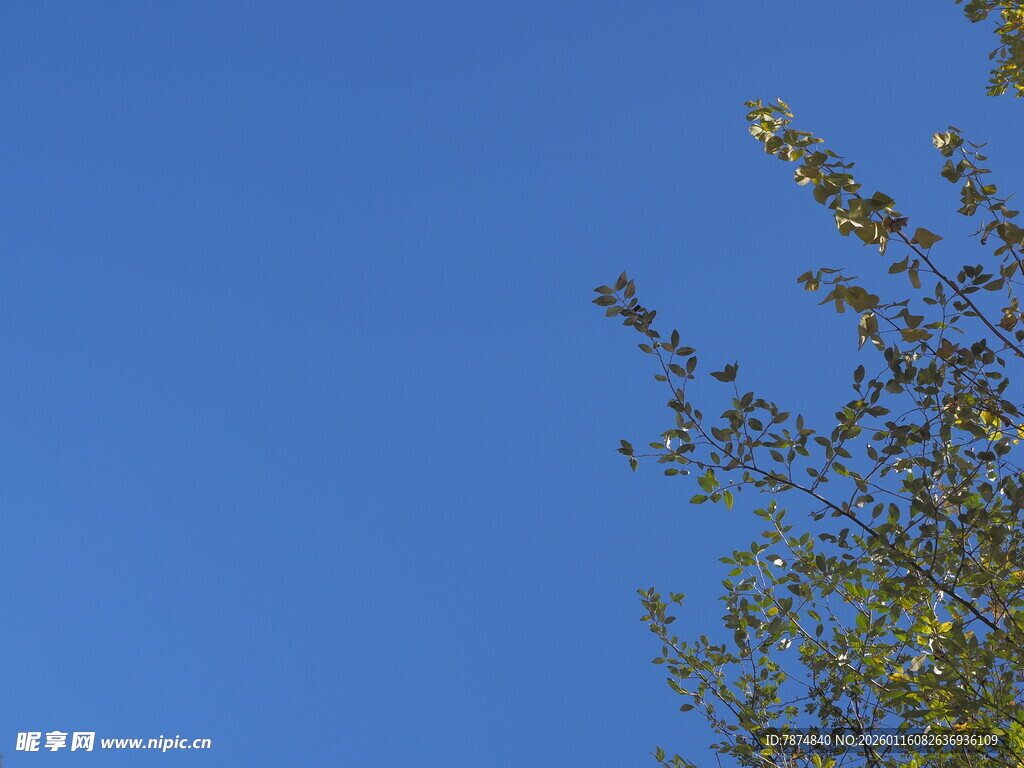 蓝天映衬下的翠绿枝叶
