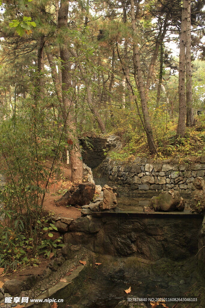 林间静谧溪流景观