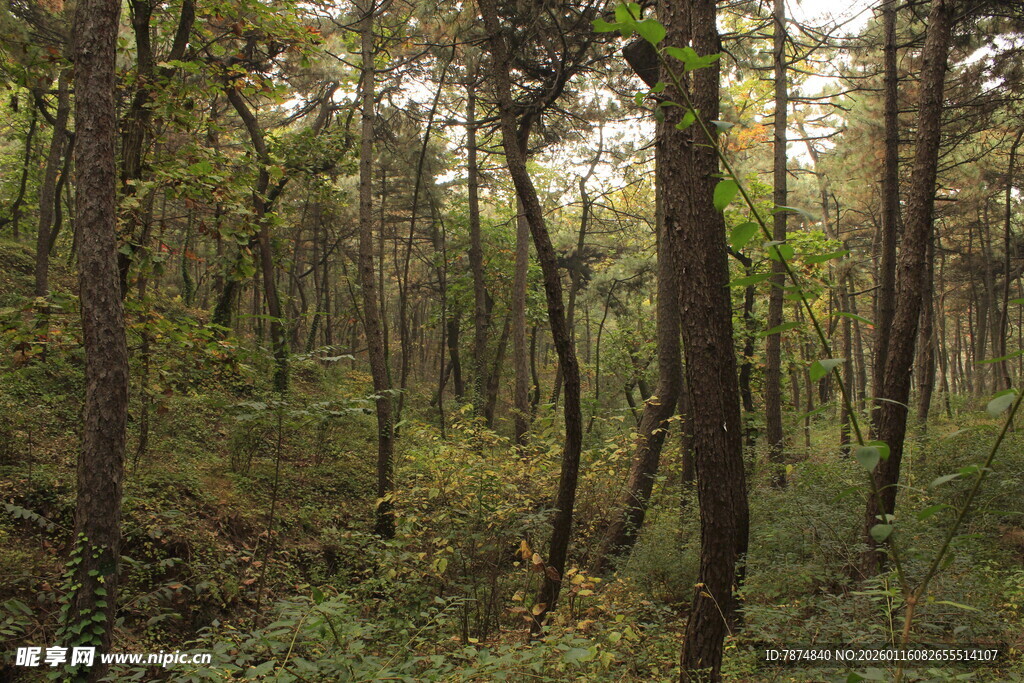茂密森林中的树木景观