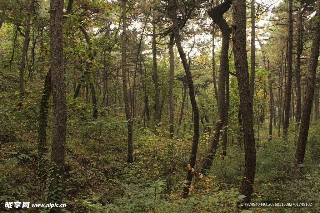 秋日静谧森林景观