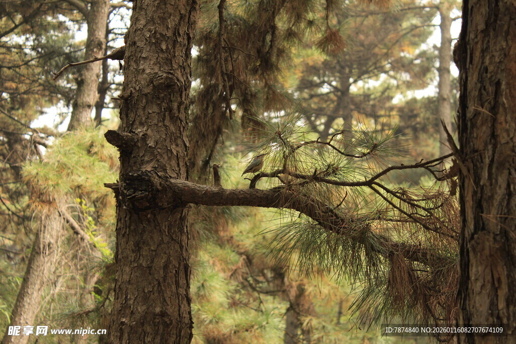 森林中粗壮松树的枝干