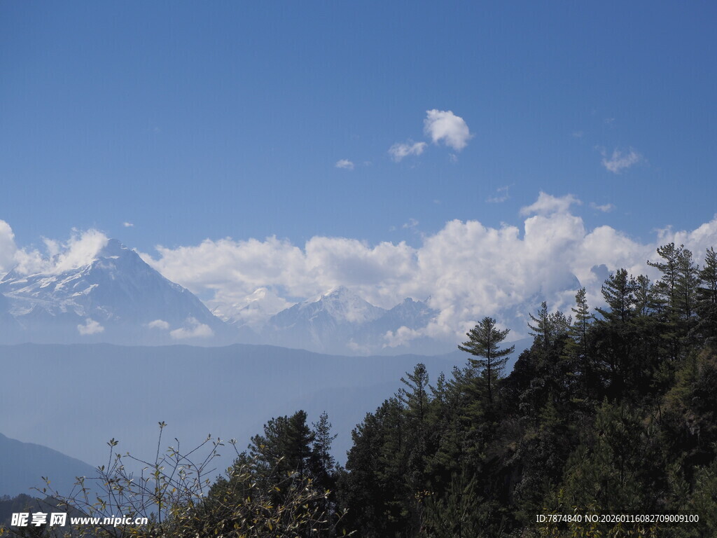 山巅云海与葱郁林木景观
