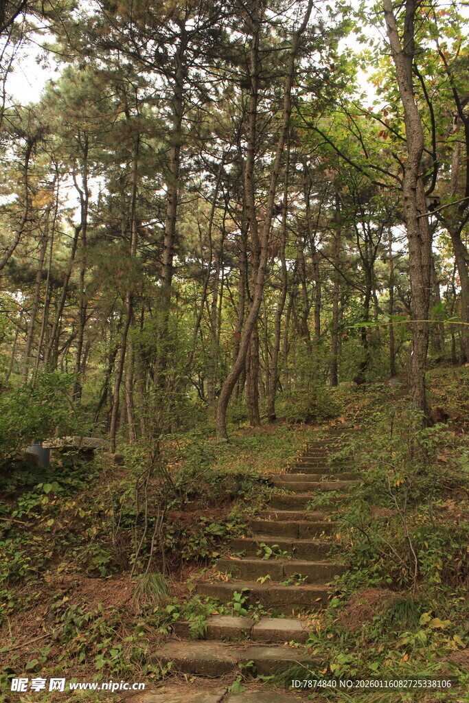 林间石阶 漫步自然之境