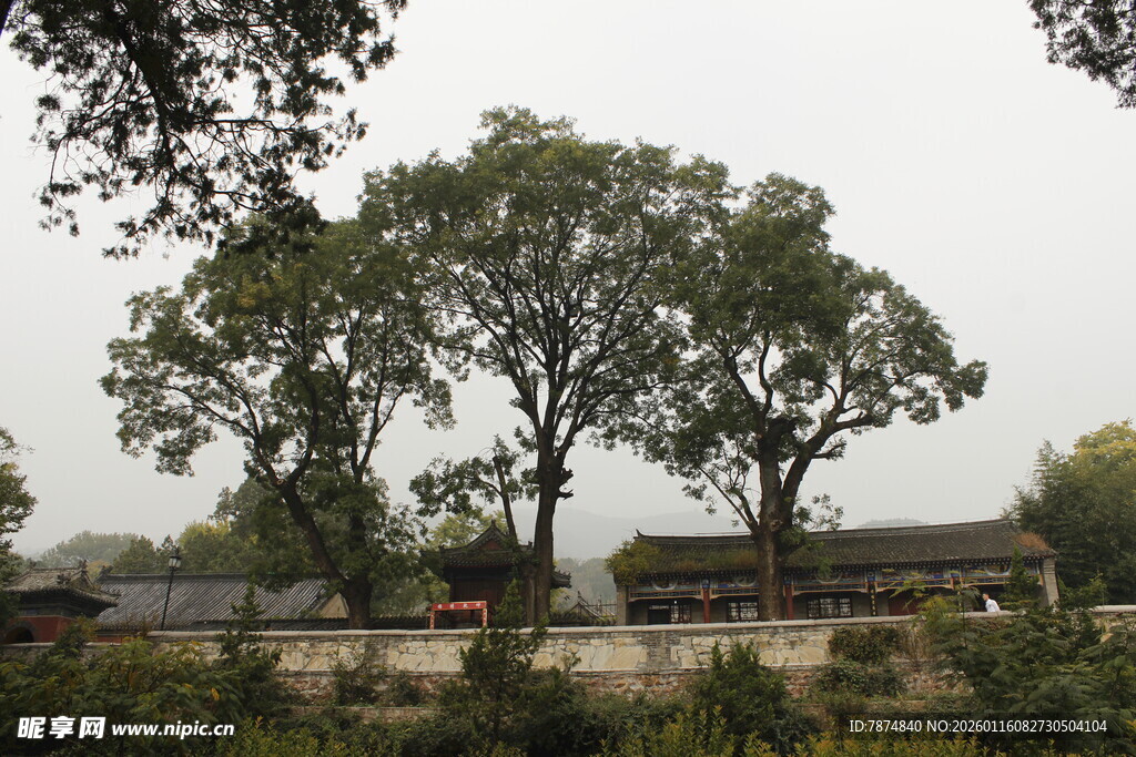 古树下的传统建筑景观