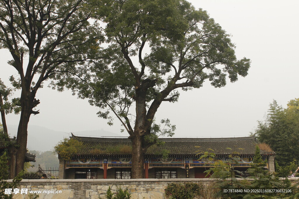 古树下的中式传统建筑