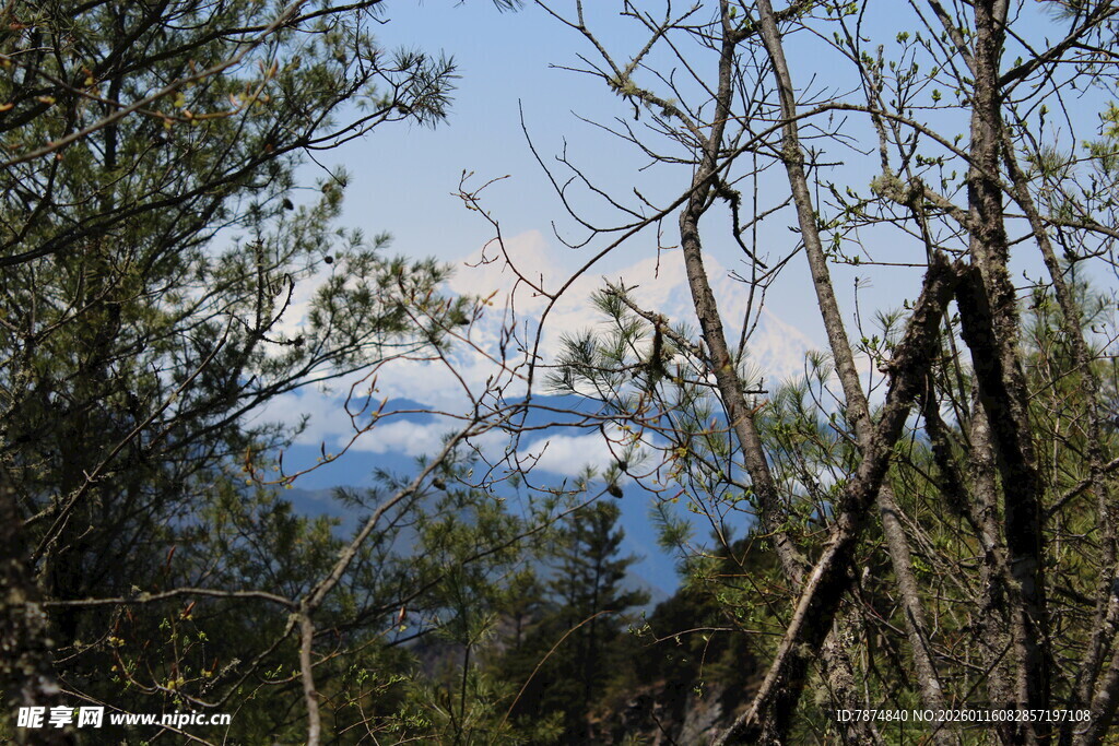 透过树林望远处雪山