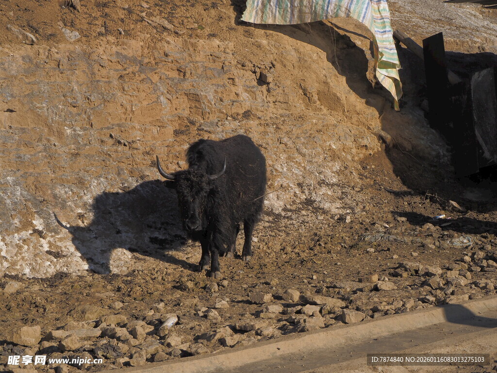 山坡上的黑色动物