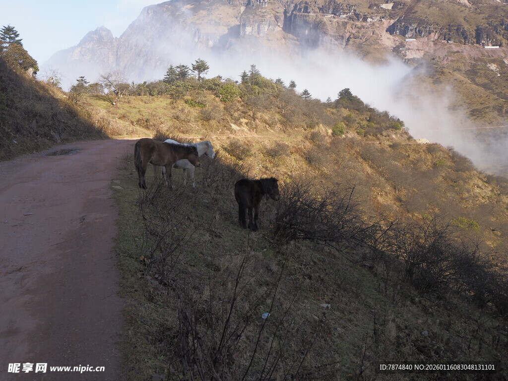 山间小道上的两匹马