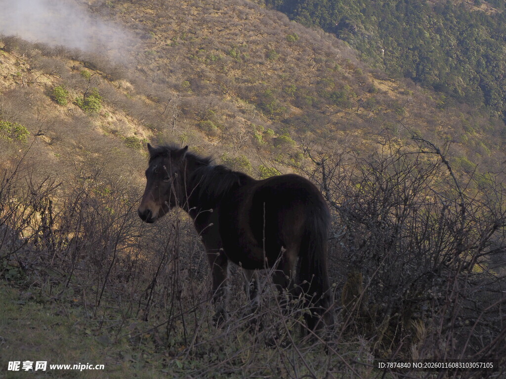 山间黑马立 荒野展英姿