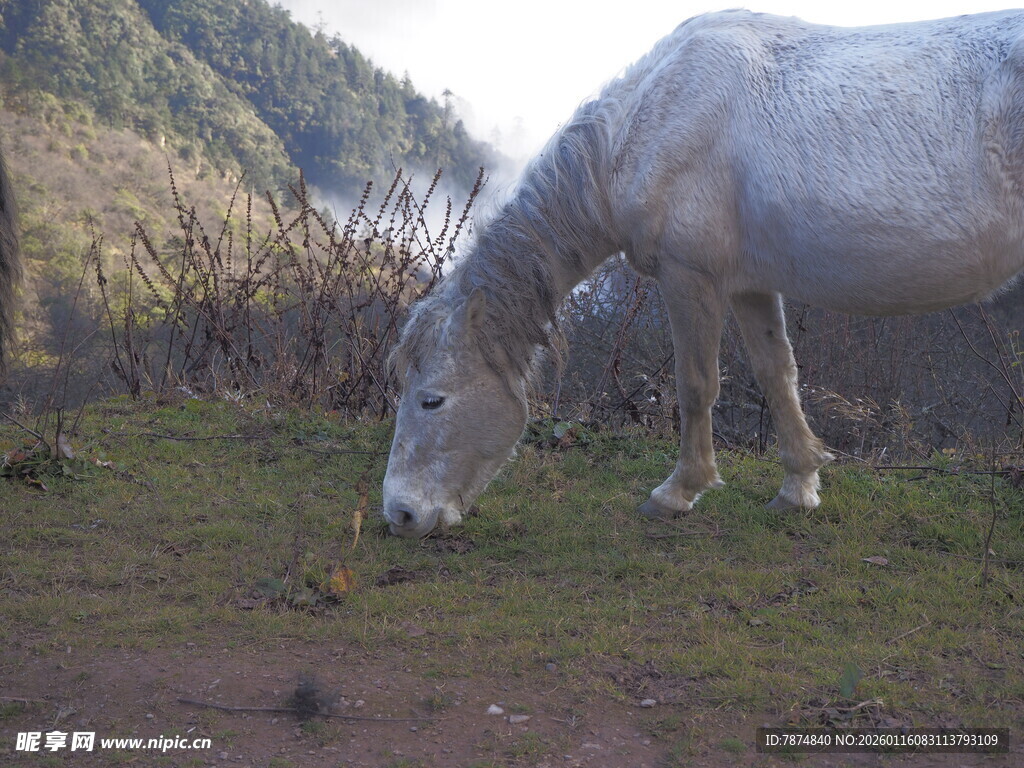 草原上低头吃草的白马