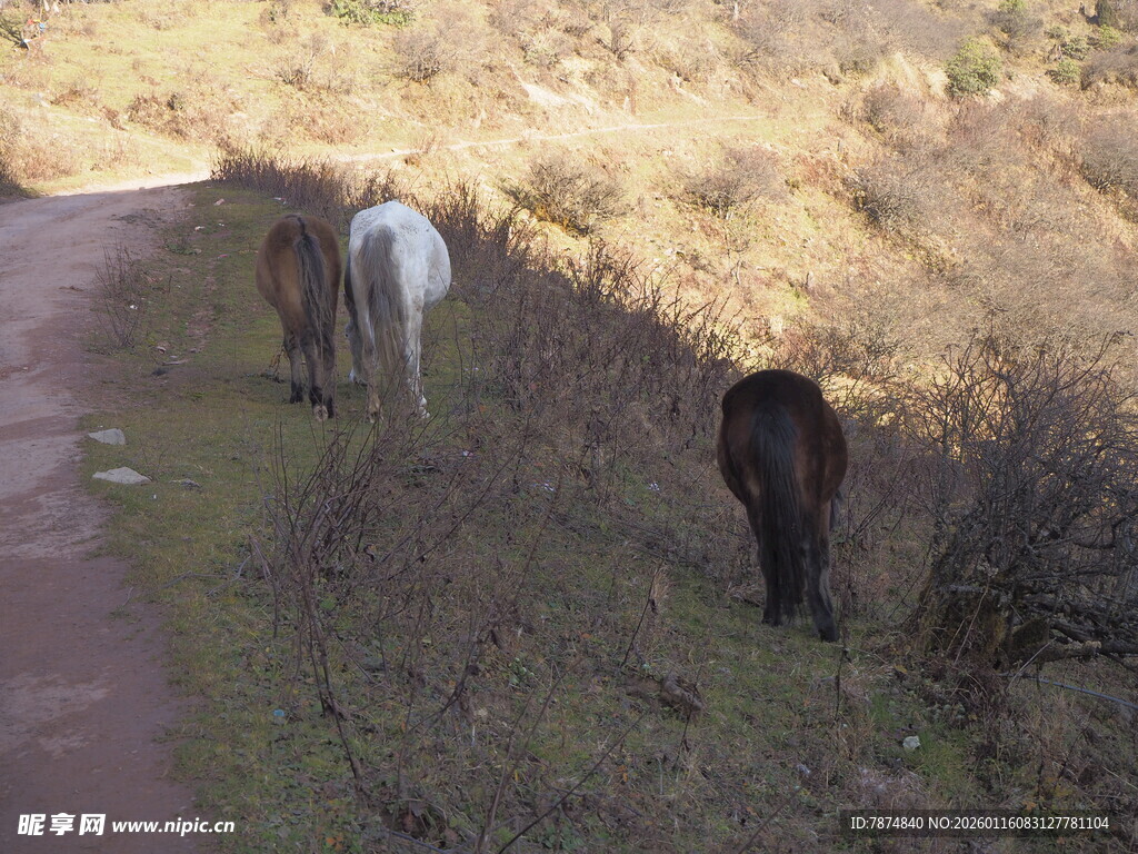 路边吃草的几匹马