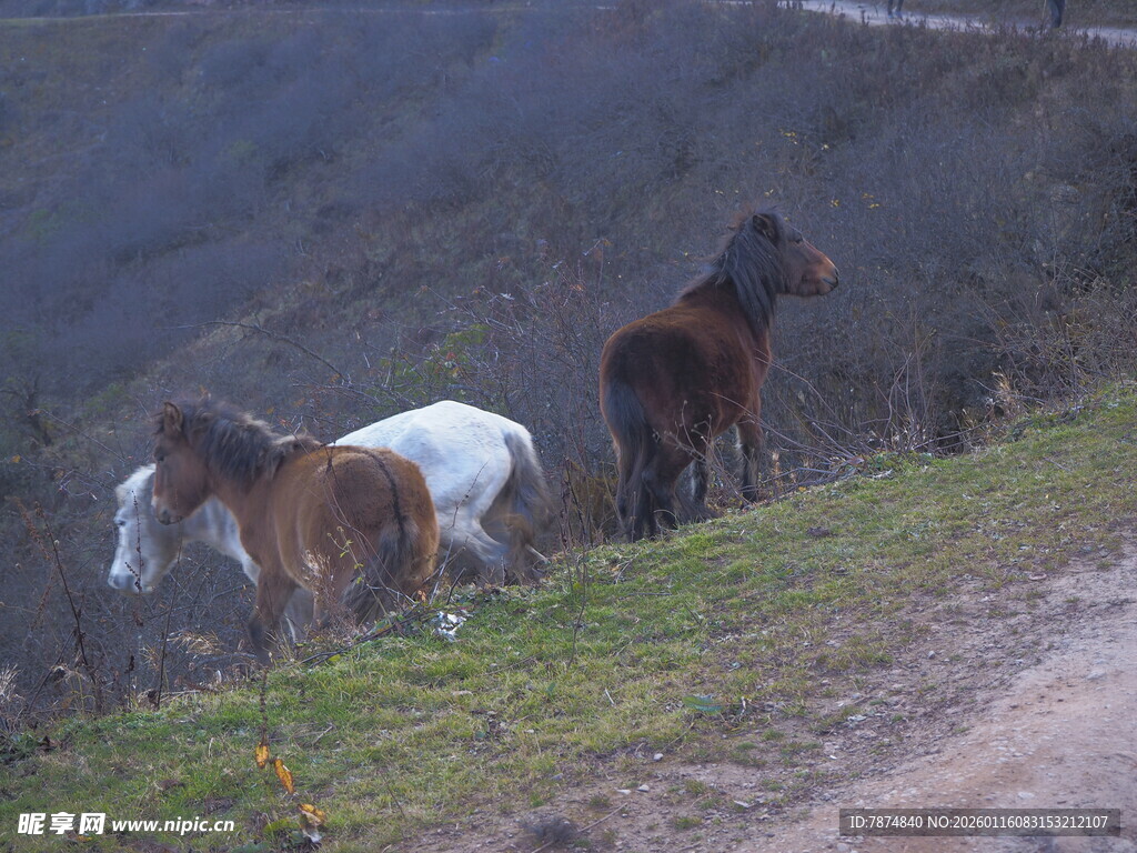 山坡上的几匹马