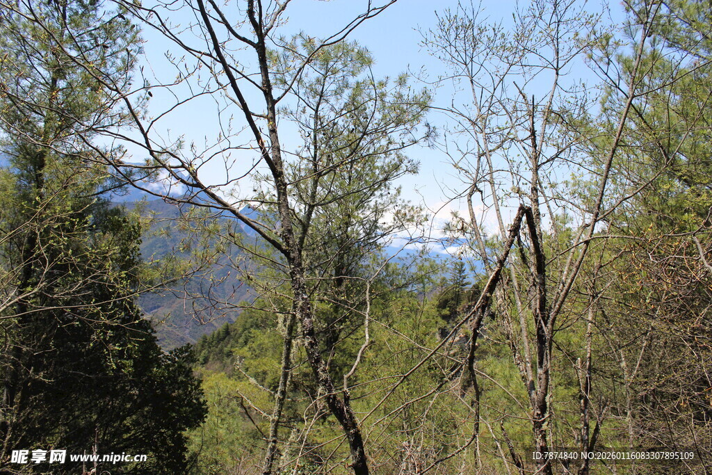 山林间的树木与远处山峦