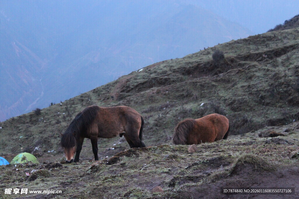 山坡上的两匹马