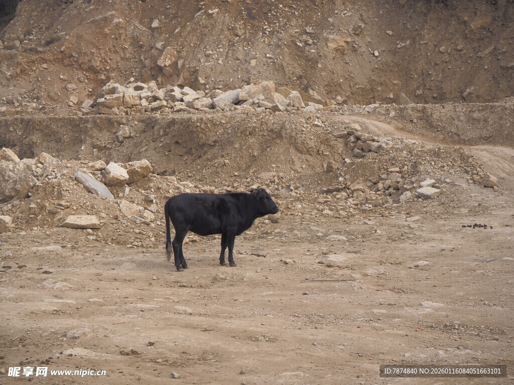 荒野中的黑色牛