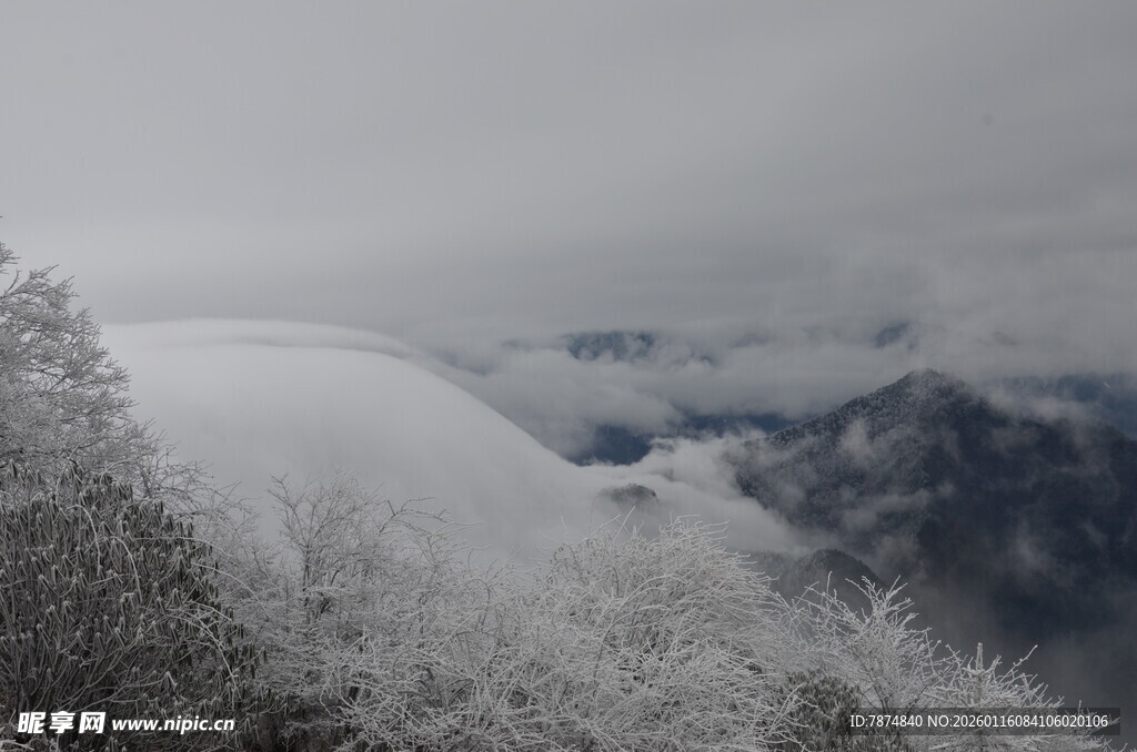 雪山雪景中覆盖雪的树木