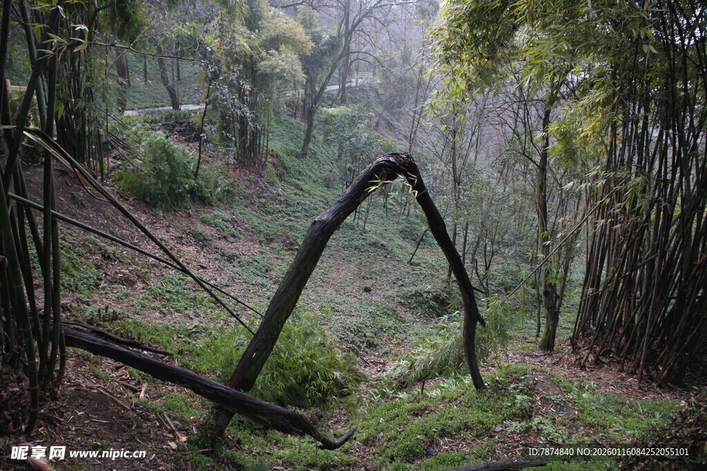 山林中弯折的树木景象