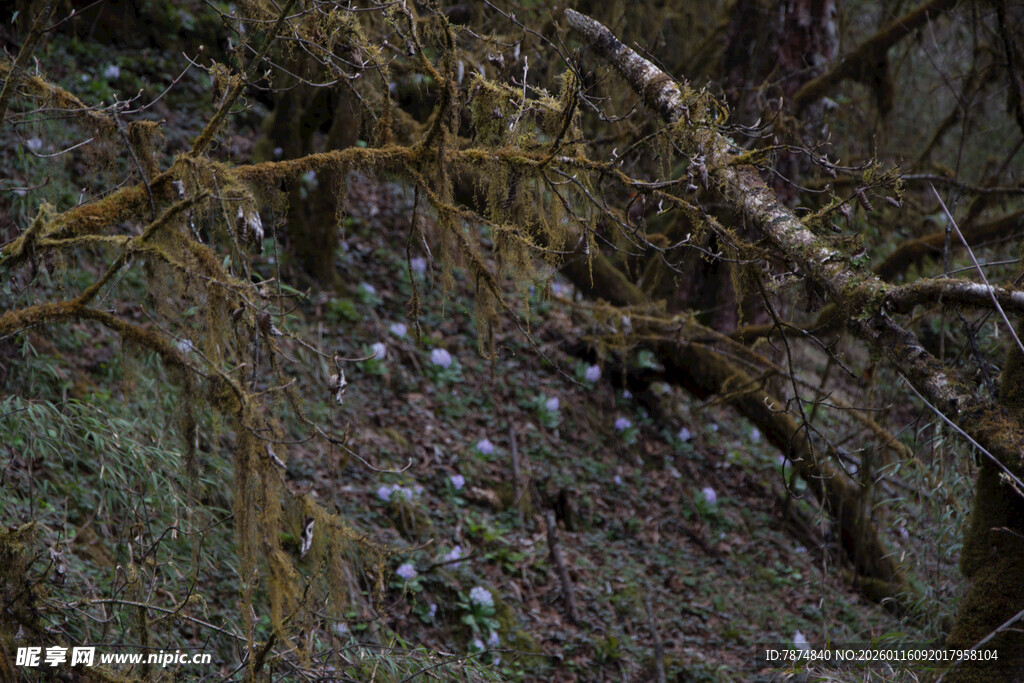 岩石缝隙中的点点小花