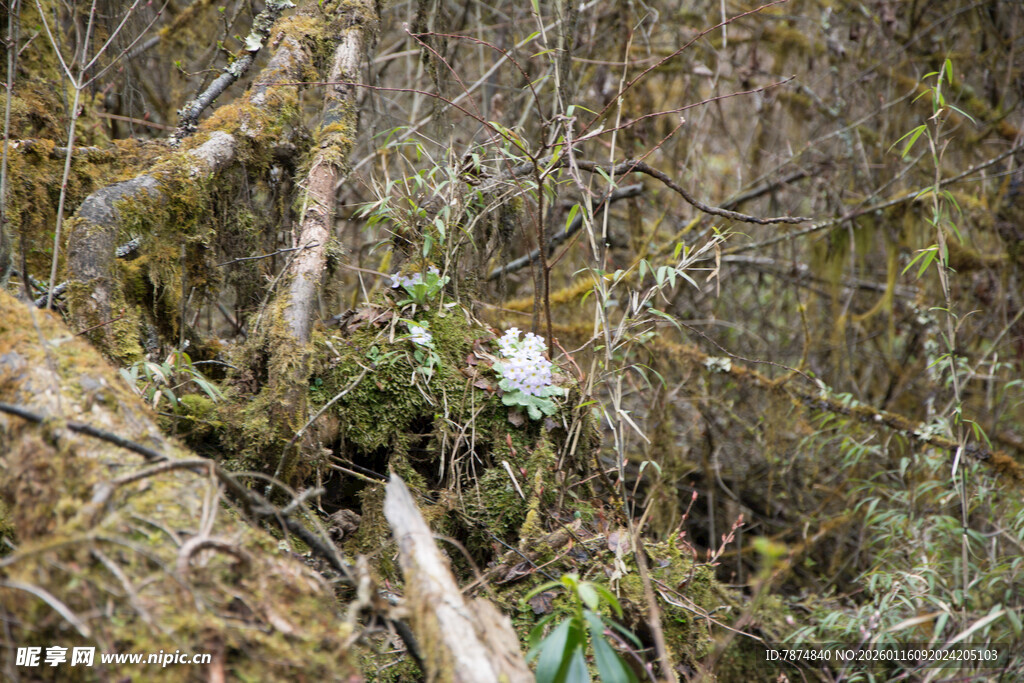 森林中隐秘的白色鸟儿