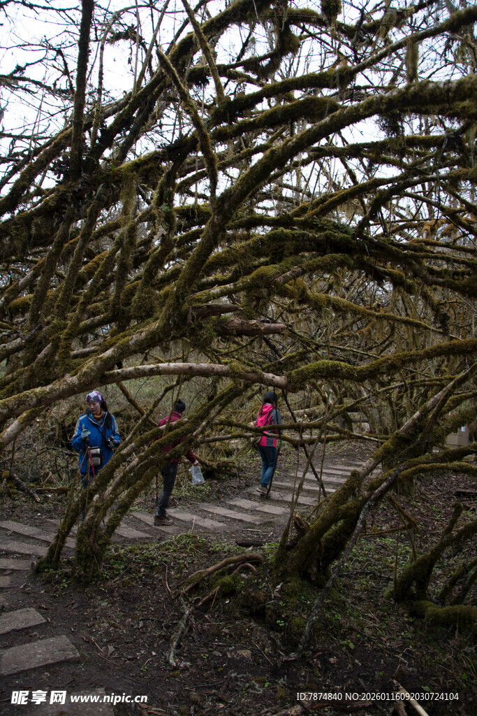 漫步于交错树枝下的小径