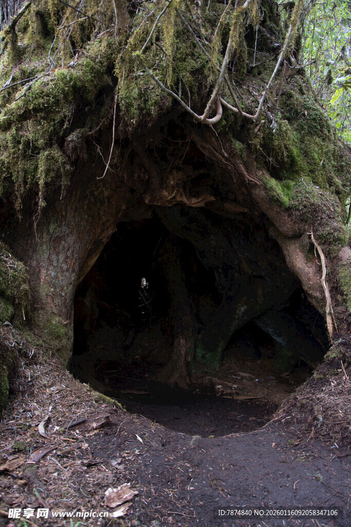 神秘苔藓覆盖的洞穴入口