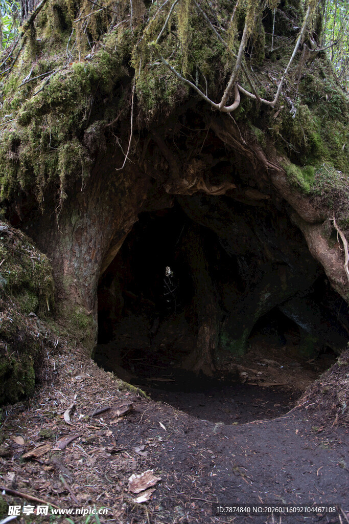 神秘洞穴入口 苔藓覆盖