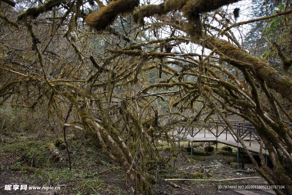 森林中覆满苔藓的光秃树枝