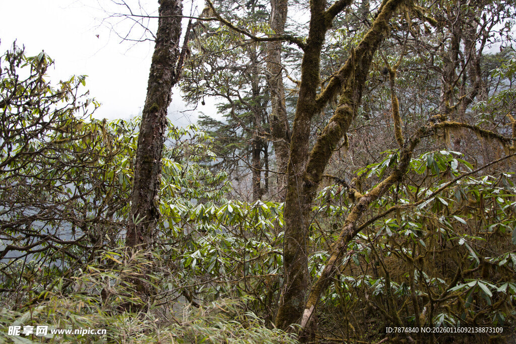 山林间繁茂的树木景观