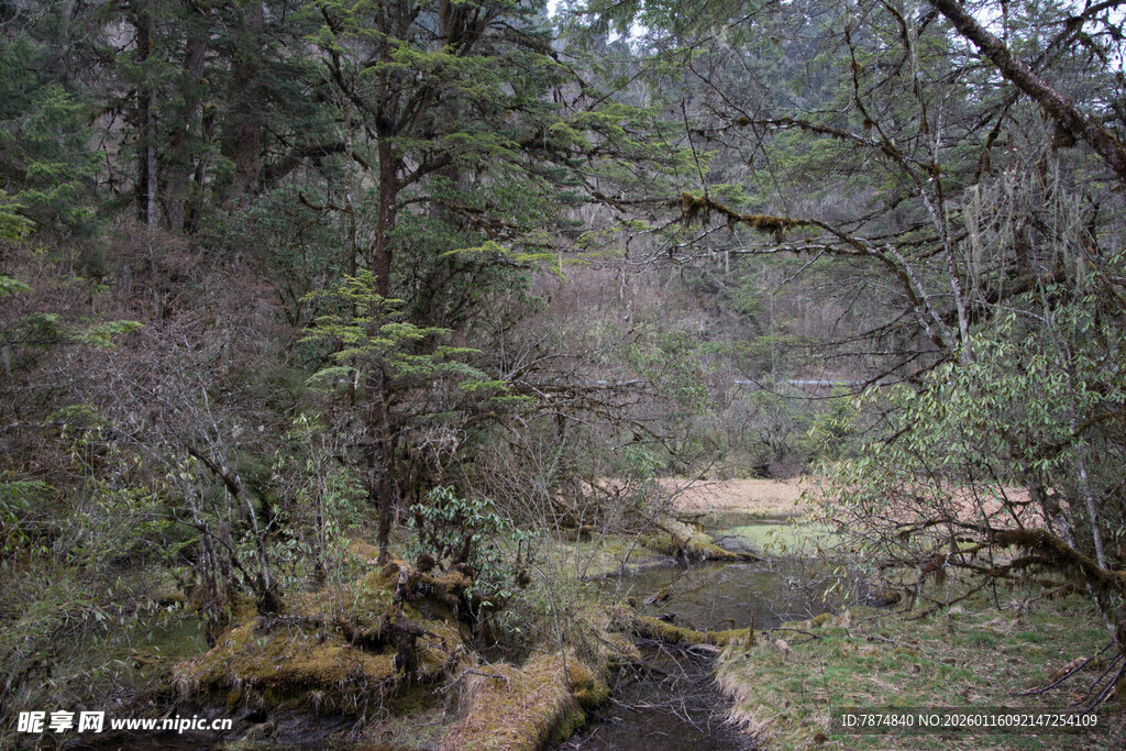 森林中的潺潺溪流