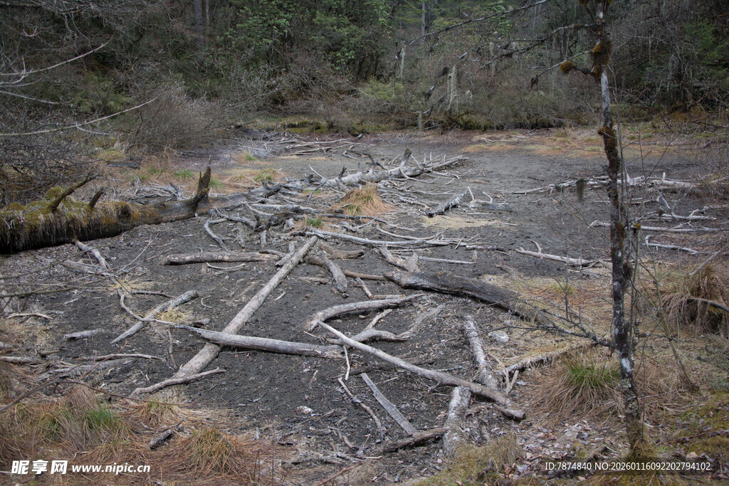 森林中散落的金属残骸