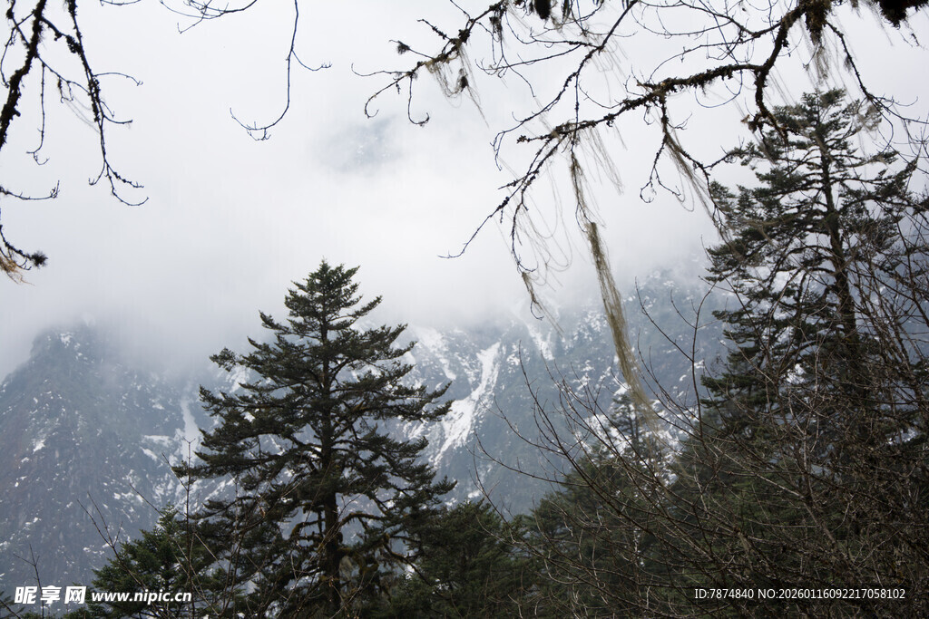 云雾缭绕的山林景致