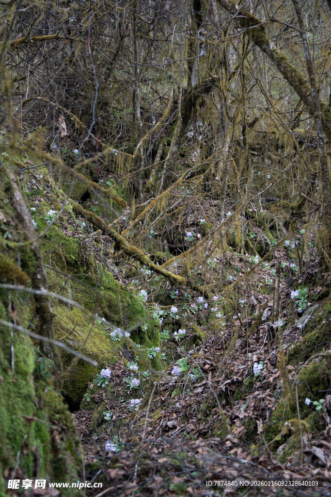 山间枯木旁的散落花朵