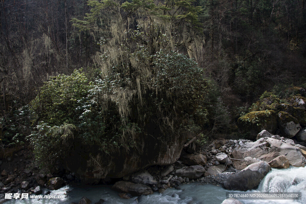 山间溪流旁的繁茂植被