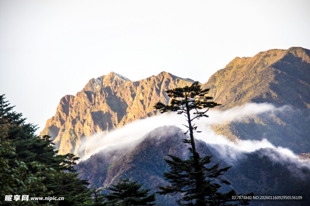 巍峨山峦云雾间松树挺立
