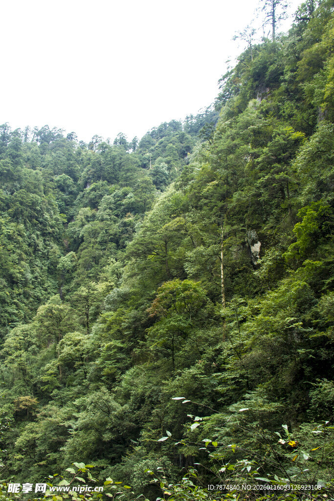 翠绿山峦间的茂密植被